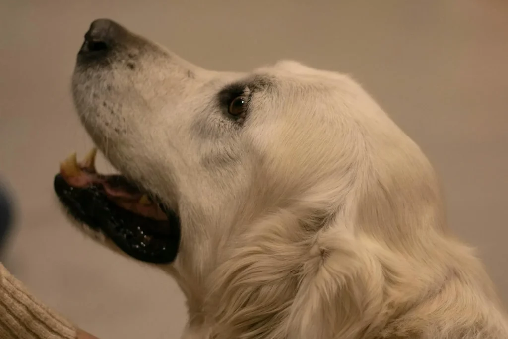 Terapia asistida con animales - ISAEG