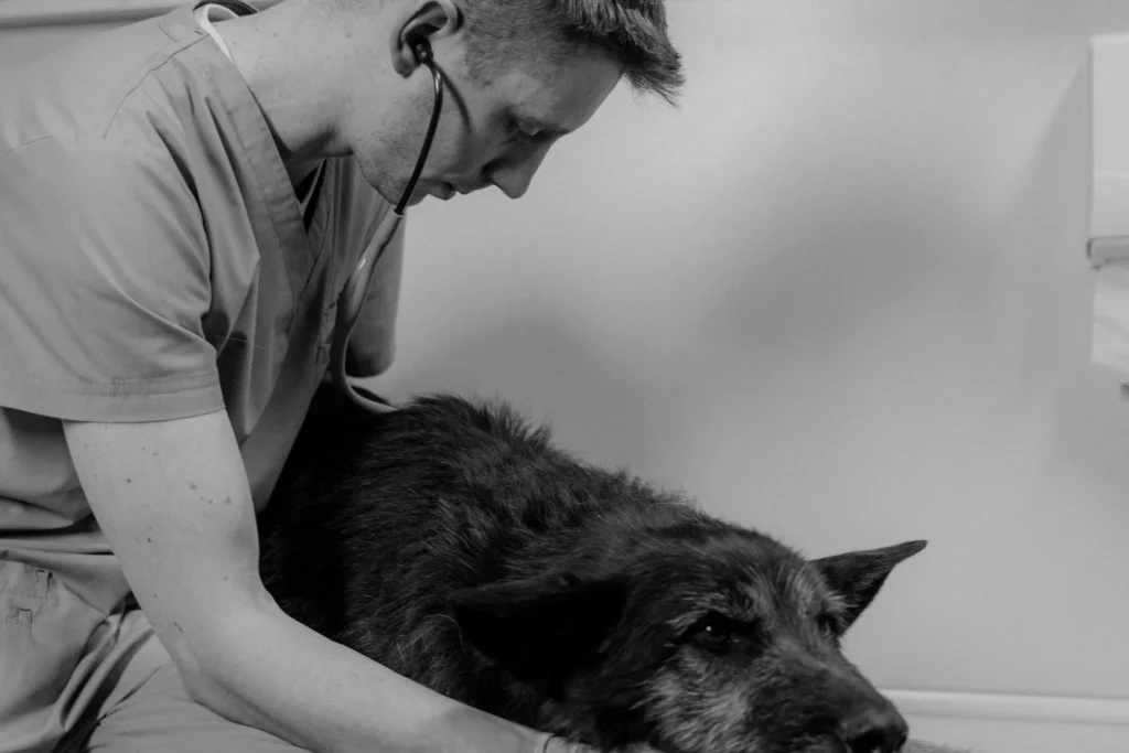 Máster en Intervención Asistida con Animales en Gerontología destacada